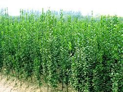 供應(yīng)優(yōu)質(zhì)苗木與草花，青州振華苗木基地為您提供多樣化選擇